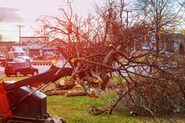 Best Tree Trimming and Pruning  in Presidio, TX