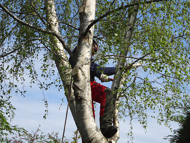 Best Tree and Shrub Care  in Presidio, TX
